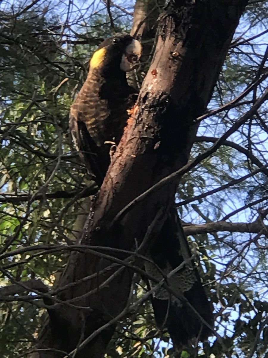 Yellow-tailed Black-Cockatoo - ML623869153