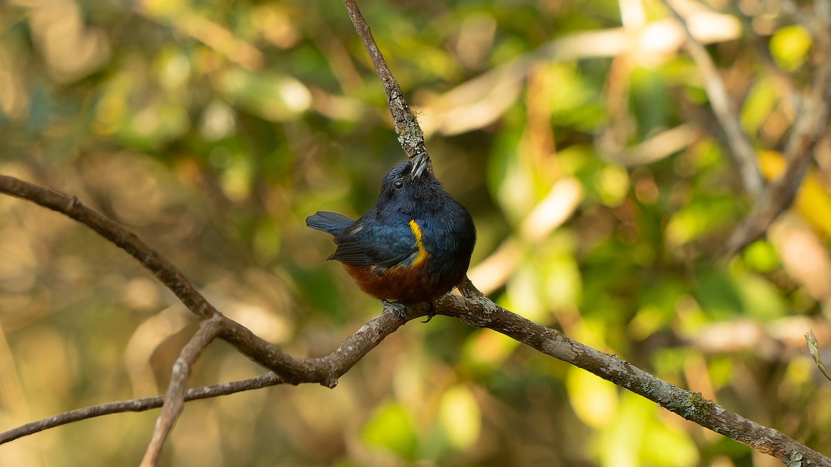 Chestnut-bellied Euphonia - ML623869159