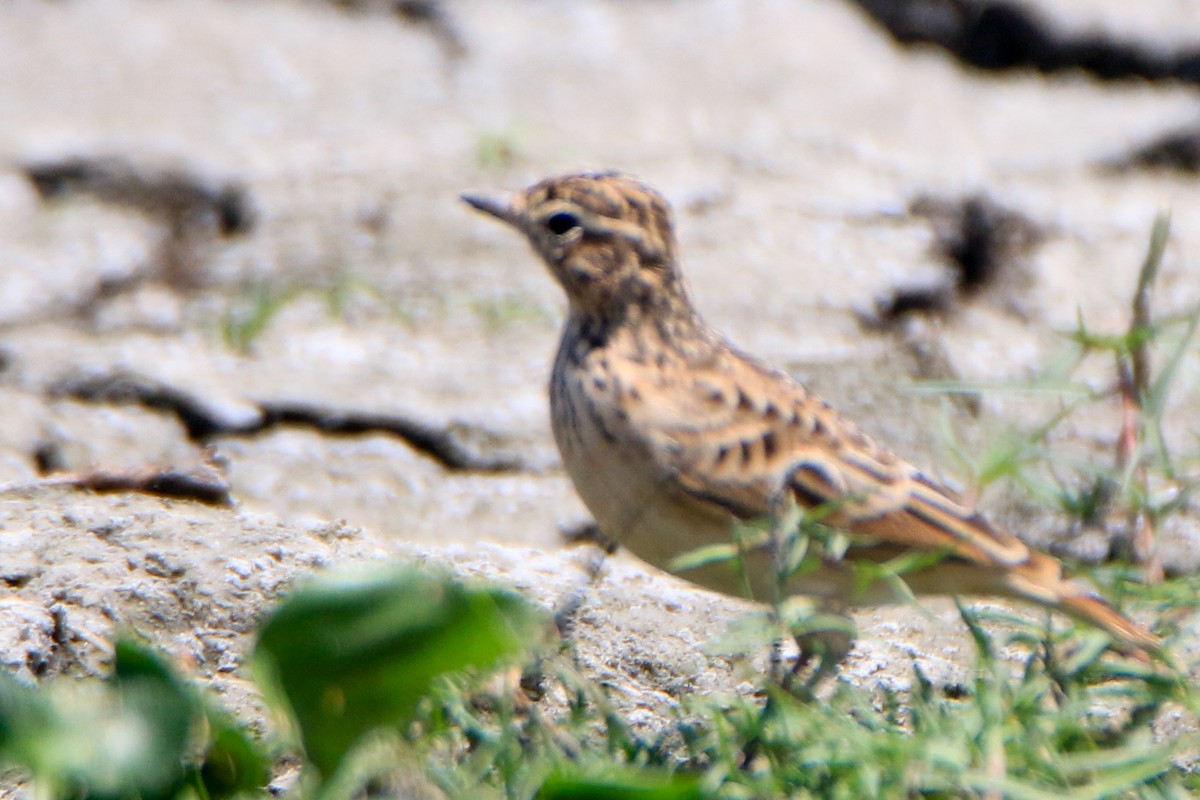 Oriental Skylark - ML623869167