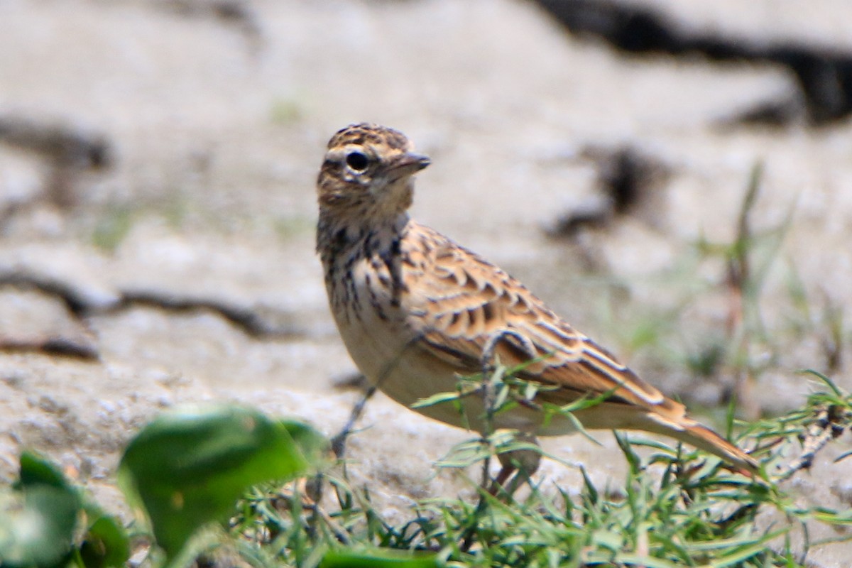 Oriental Skylark - ML623869169