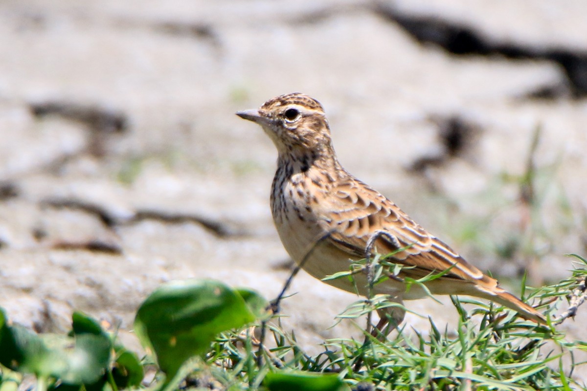 Oriental Skylark - ML623869170