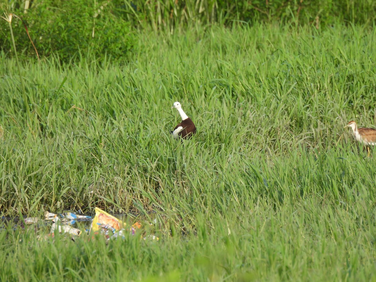 Pheasant-tailed Jacana - ML623869187