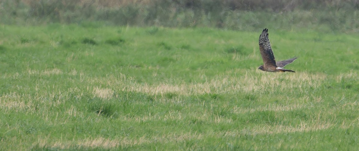 Pallid Harrier - ML623869207