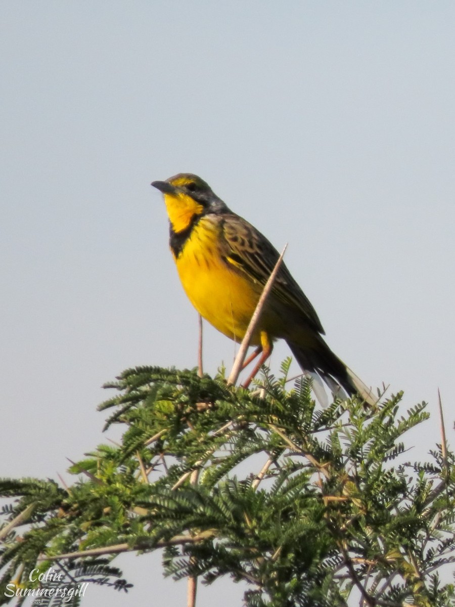 Yellow-throated Longclaw - ML623869225