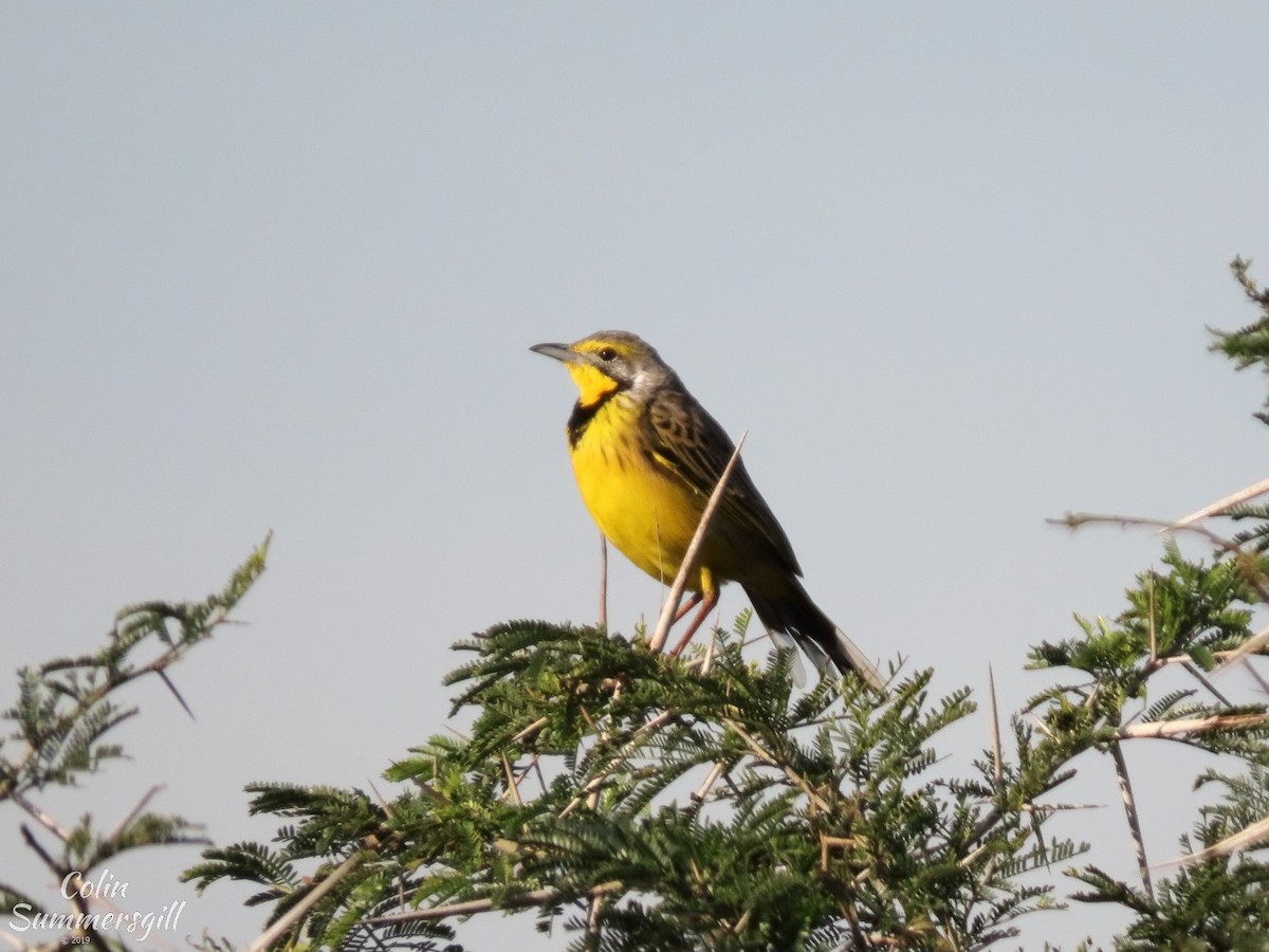 Yellow-throated Longclaw - ML623869226