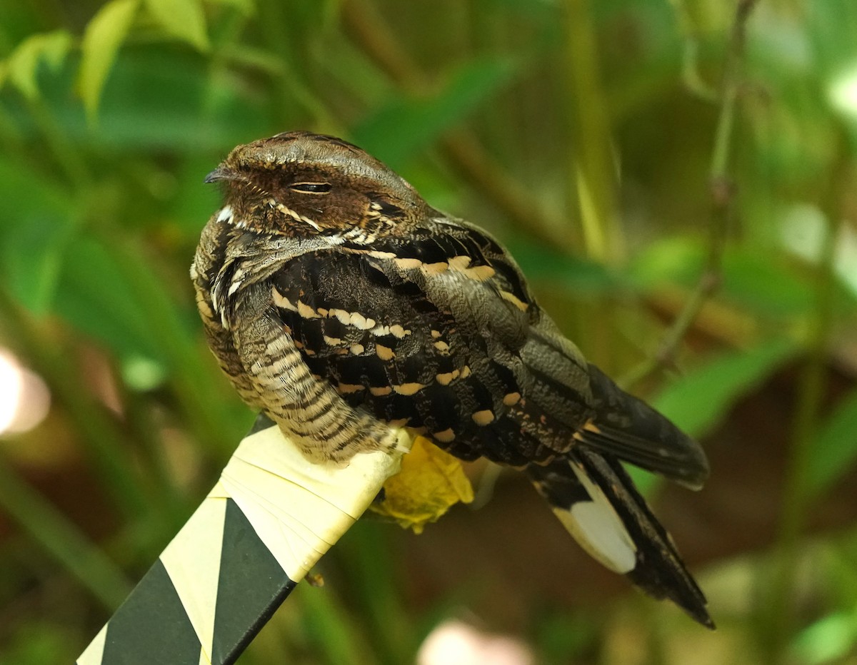 Large-tailed Nightjar - ML623869245