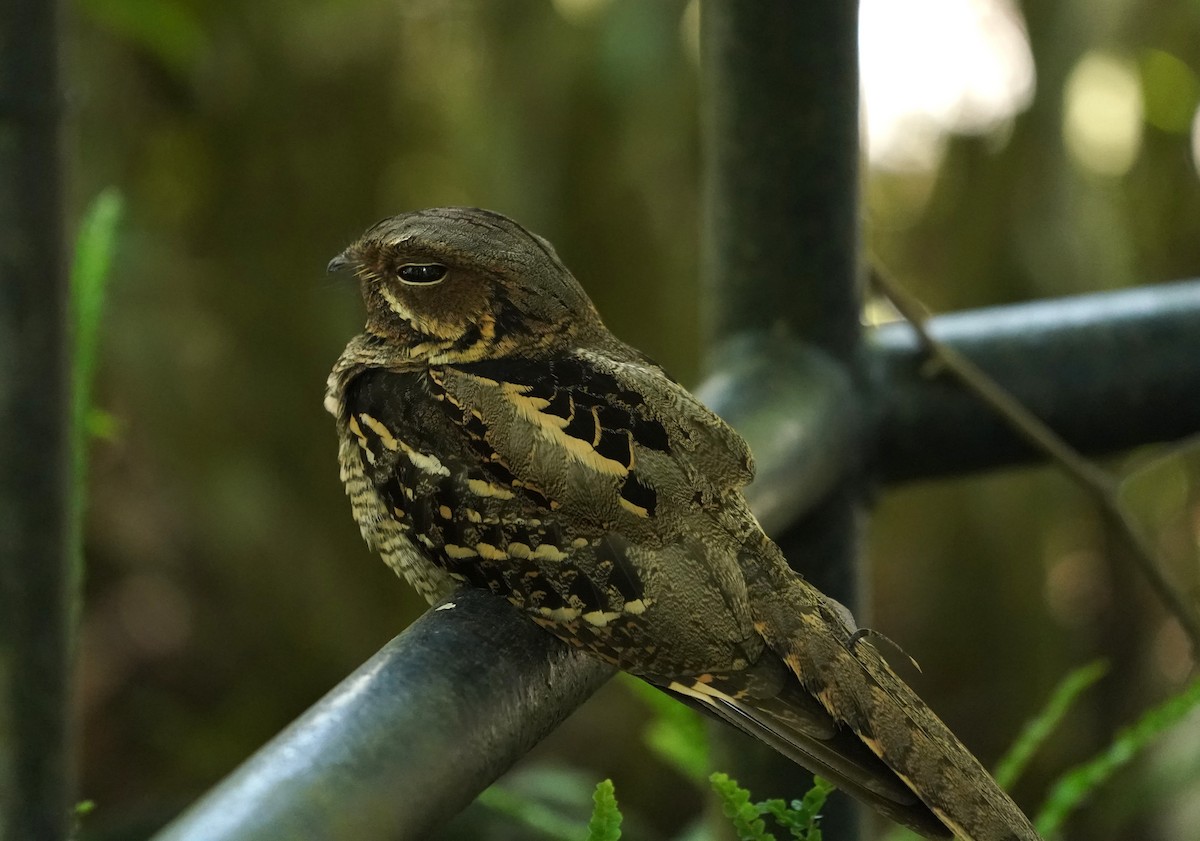 Large-tailed Nightjar - ML623869247