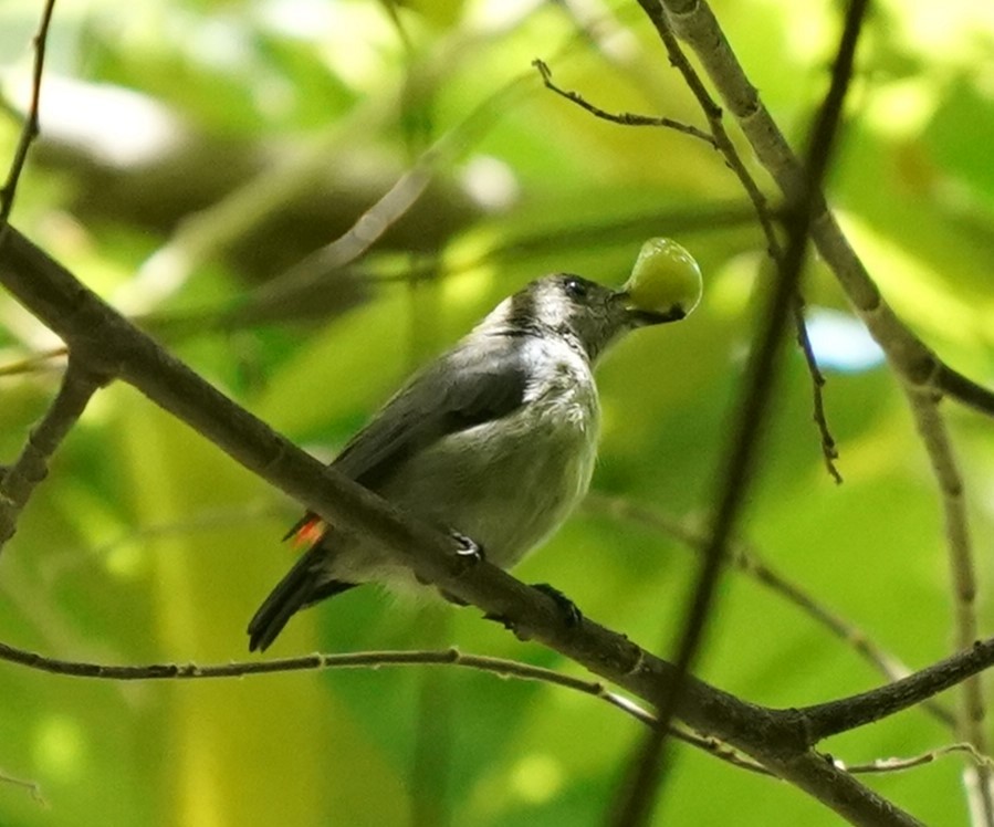 Scarlet-backed Flowerpecker - ML623869266