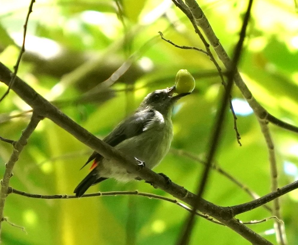 Scarlet-backed Flowerpecker - ML623869267