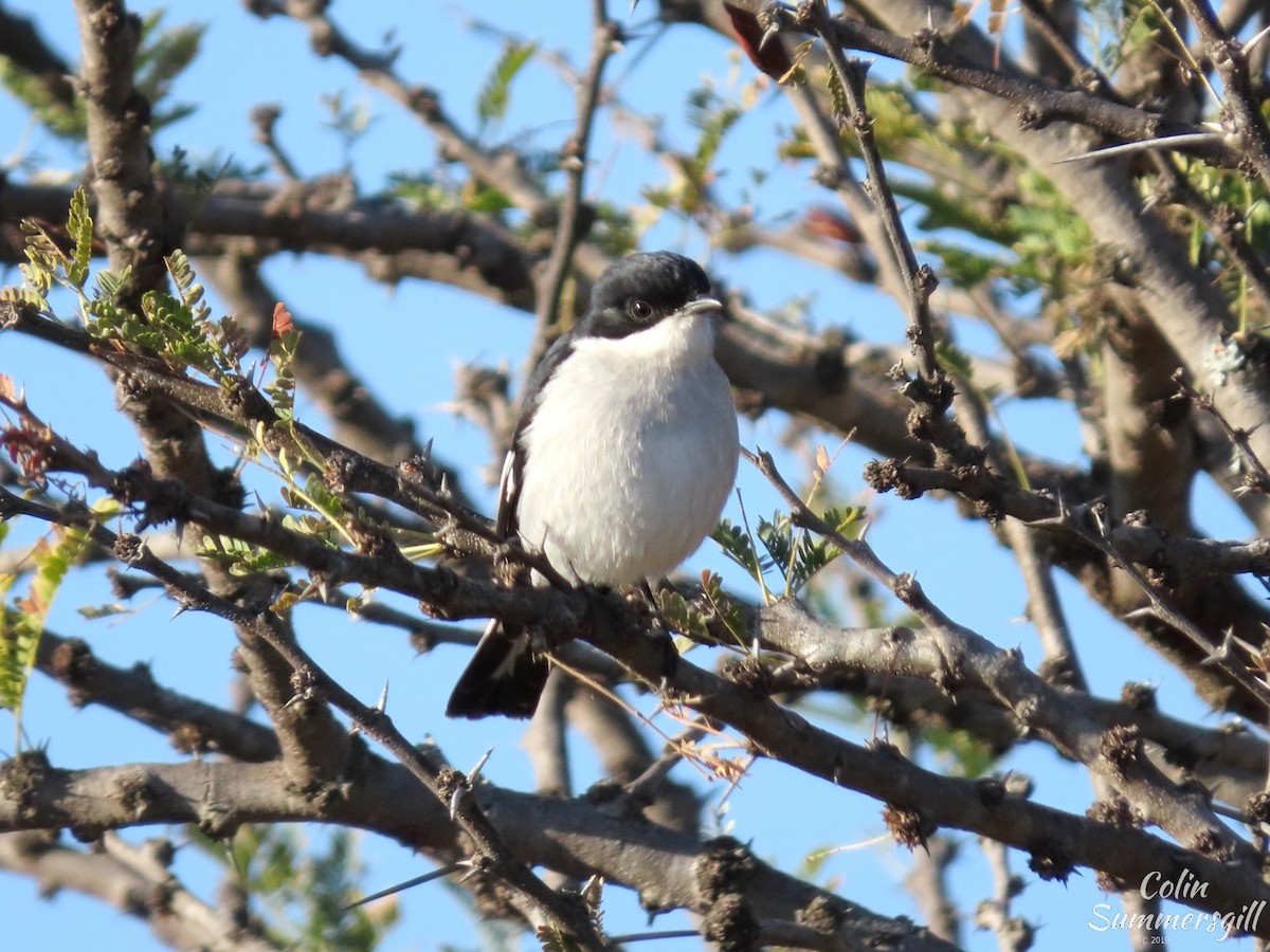 Fiscal Flycatcher - ML623869268