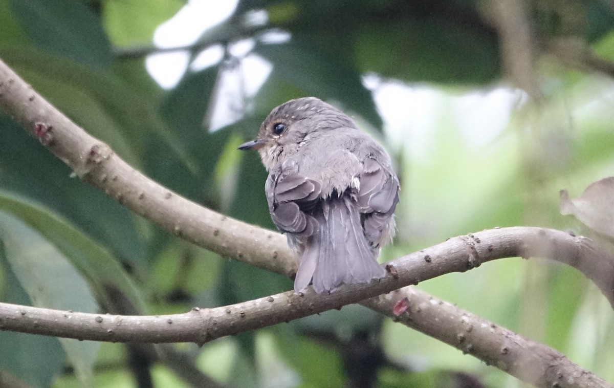 African Dusky Flycatcher - ML623869275