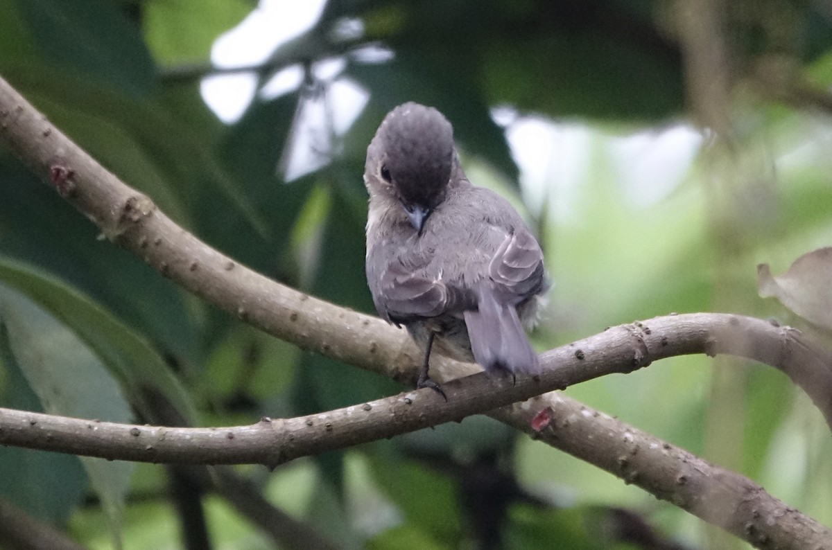 African Dusky Flycatcher - ML623869276