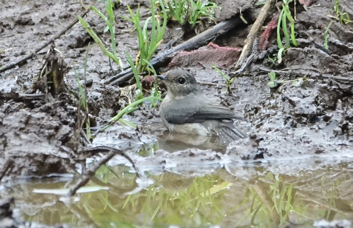 African Dusky Flycatcher - ML623869277