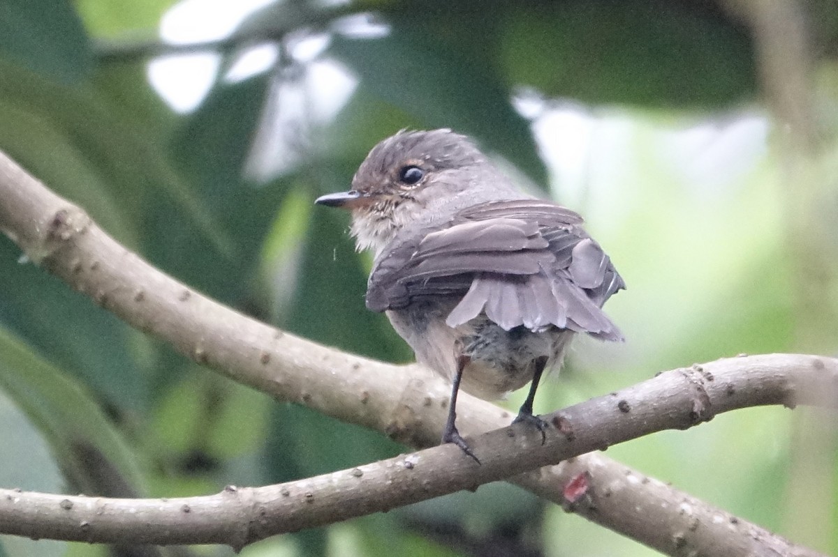 African Dusky Flycatcher - ML623869279