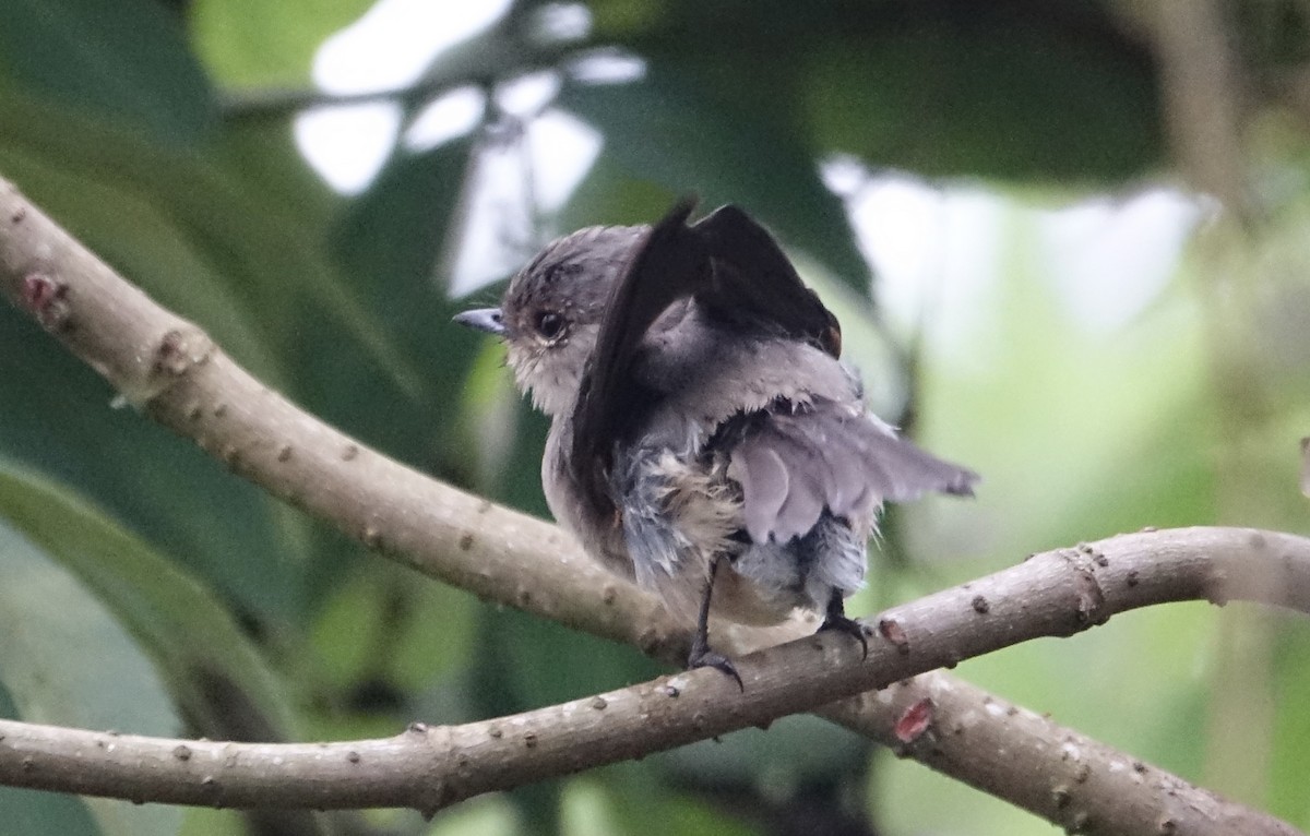 African Dusky Flycatcher - ML623869280