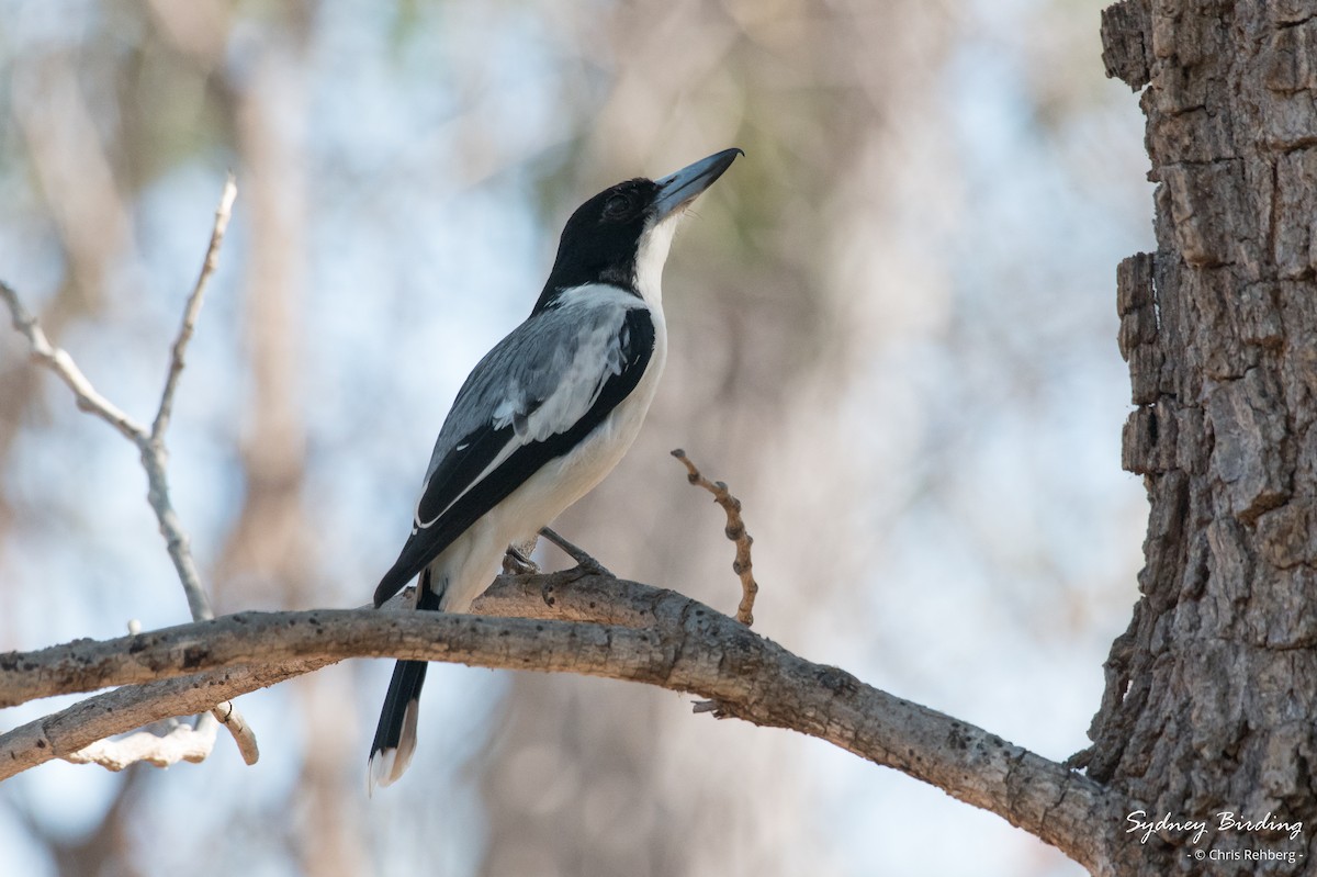 Silver-backed Butcherbird - ML623869297