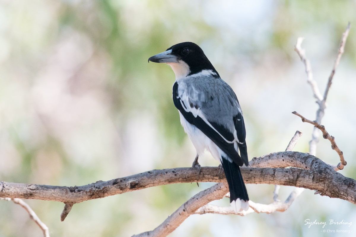 Silver-backed Butcherbird - ML623869299