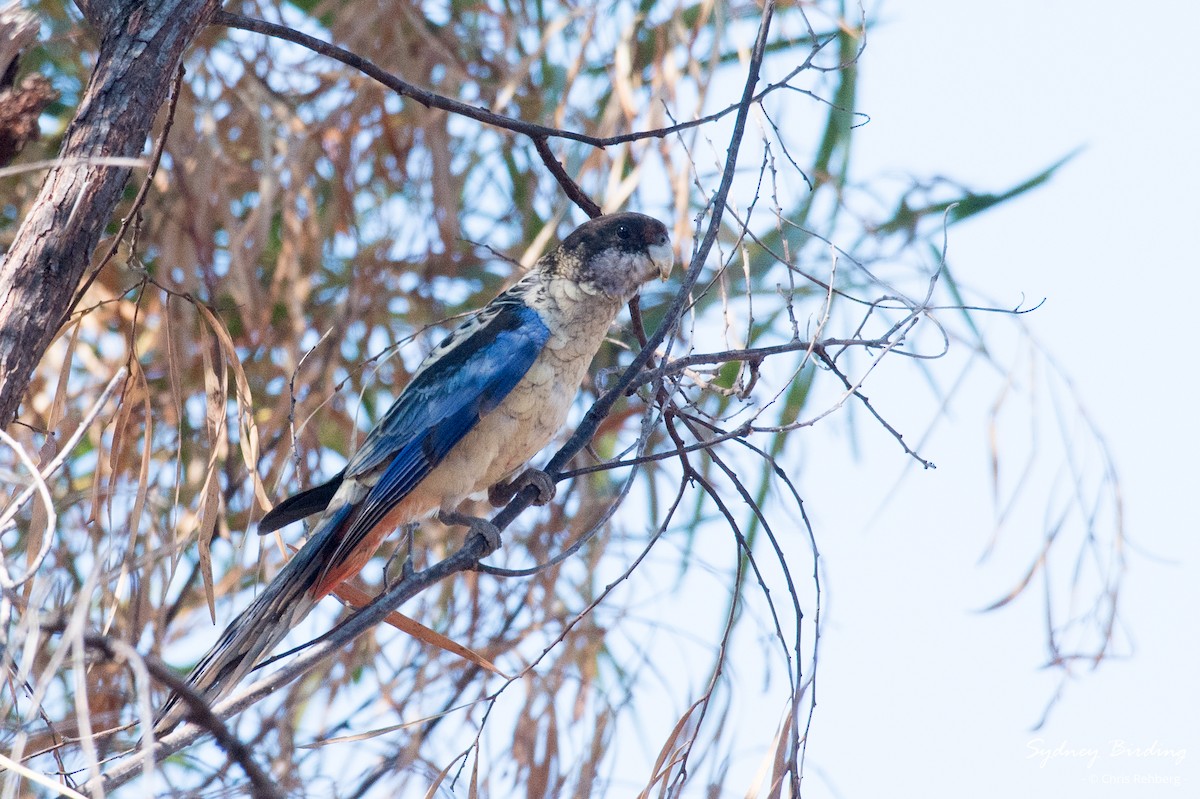 Northern Rosella - ML623869300