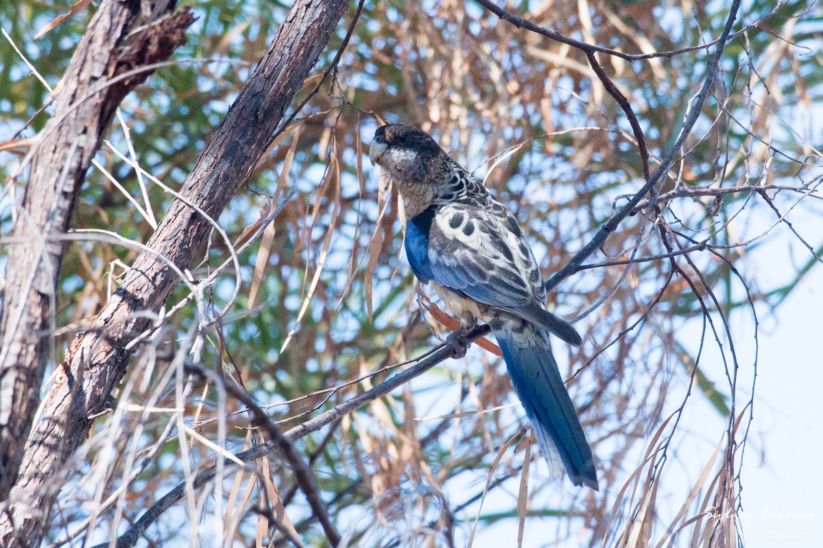 Northern Rosella - ML623869301