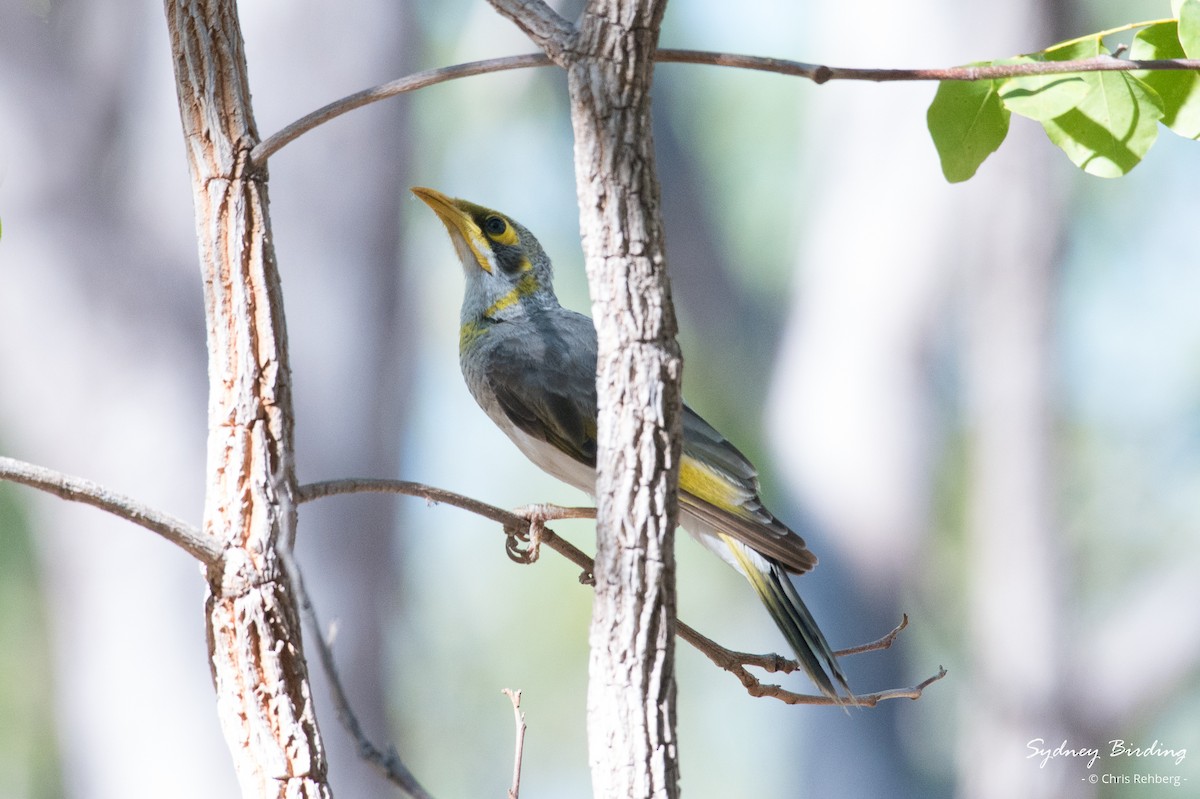 Yellow-throated Miner - ML623869303