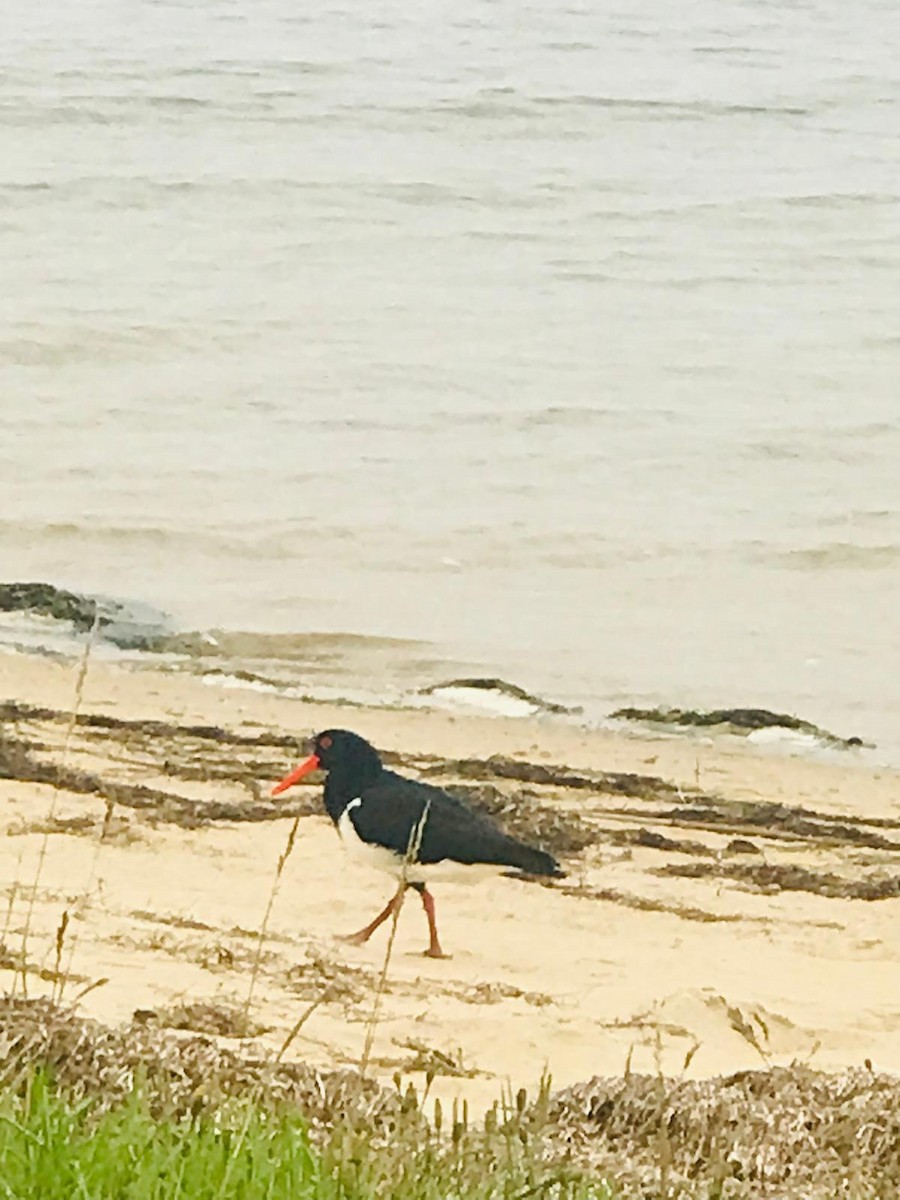 Pied Oystercatcher - ML623869306