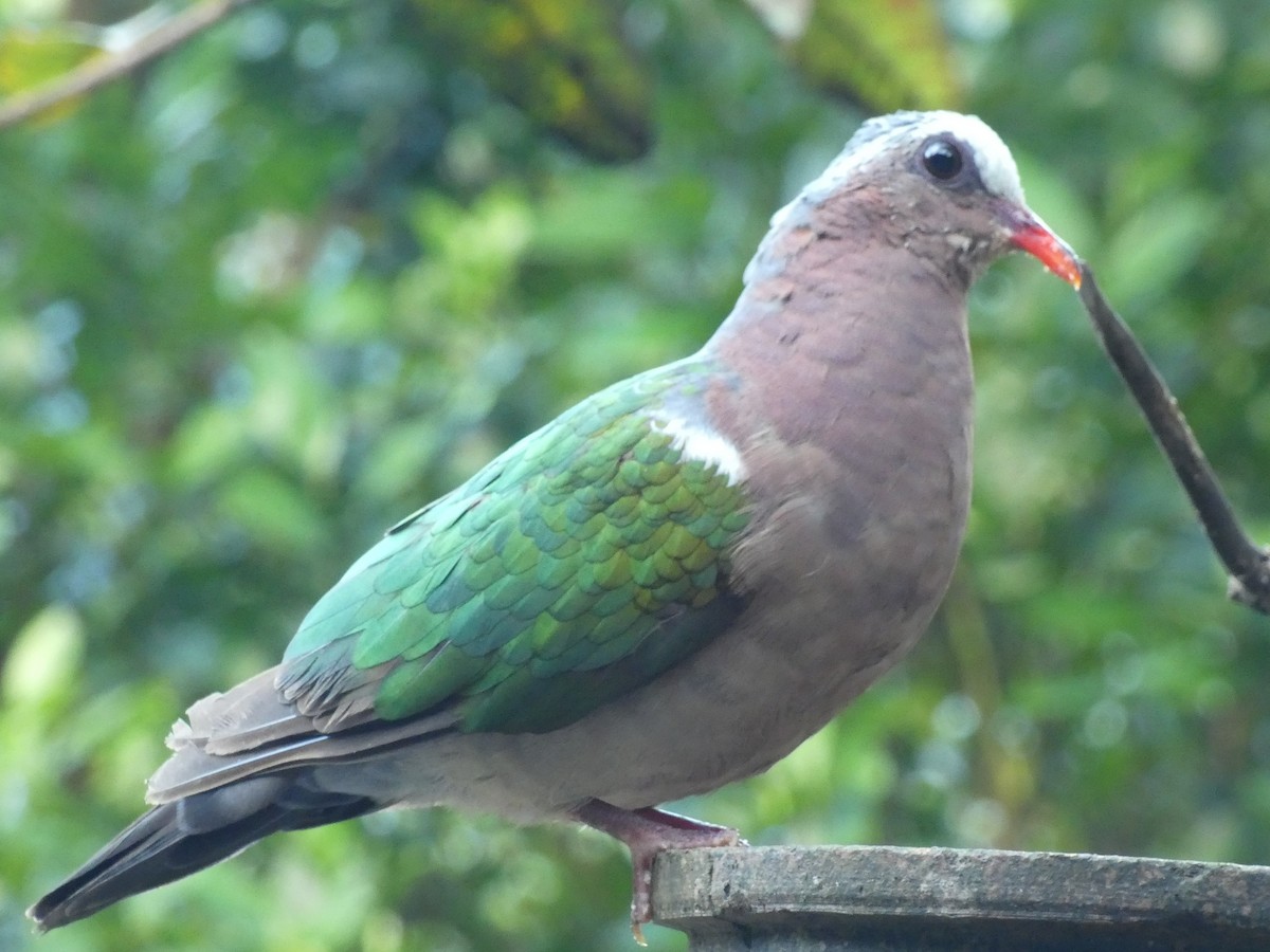 Asian Emerald Dove - ML623869309