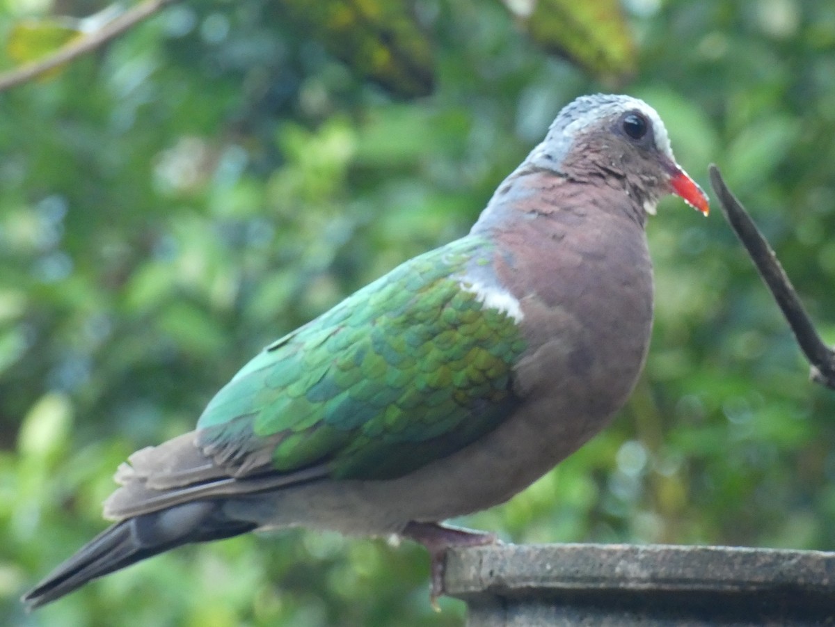 Asian Emerald Dove - ML623869310