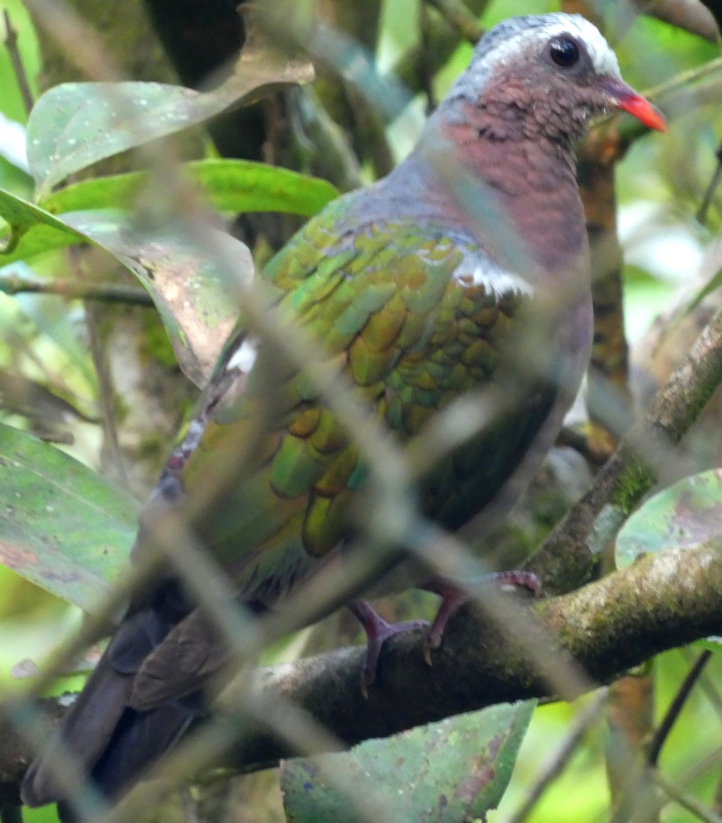 Asian Emerald Dove - ML623869312