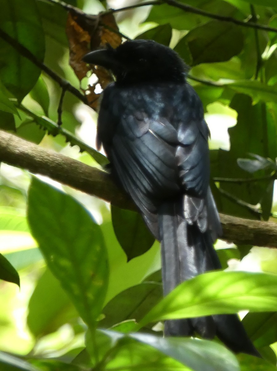 Sri Lanka Drongo - ML623869330