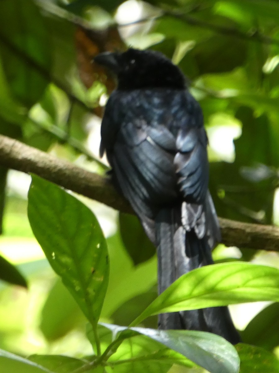 Sri Lanka Drongo - ML623869331