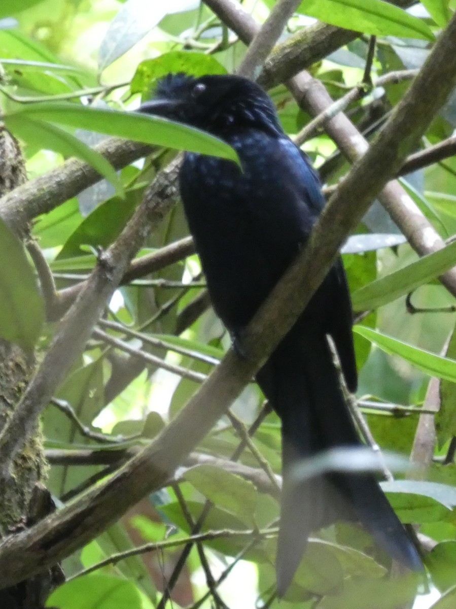 Sri Lanka Drongo - ML623869332