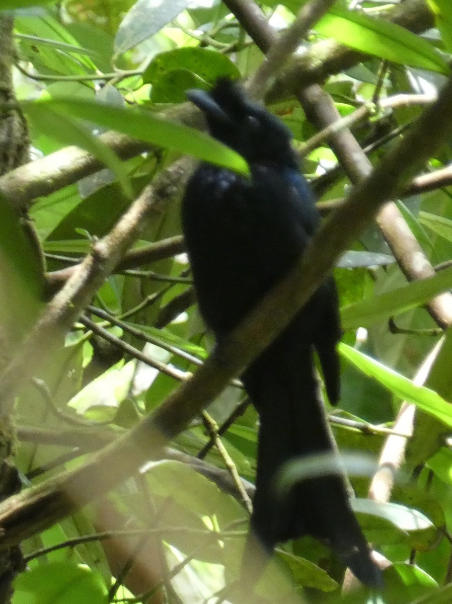 Sri Lanka Drongo - ML623869333