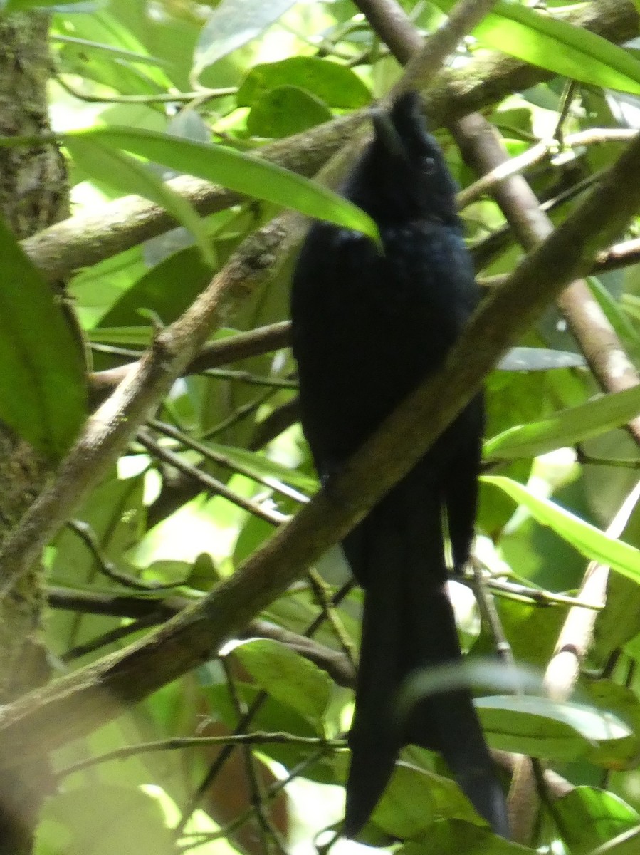 Sri Lanka Drongo - ML623869334