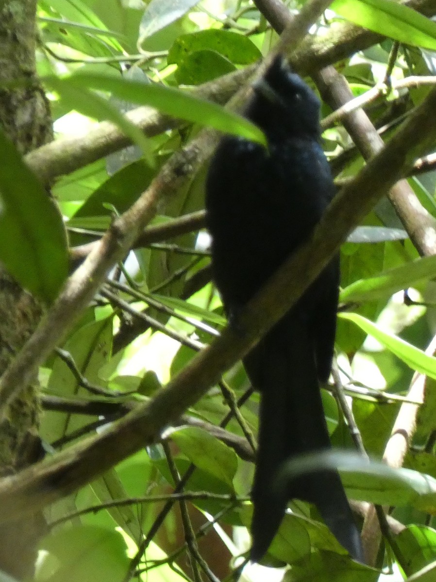 Sri Lanka Drongo - ML623869335