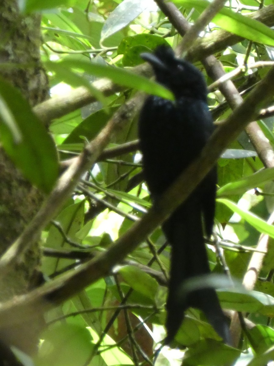 Sri Lanka Drongo - ML623869336