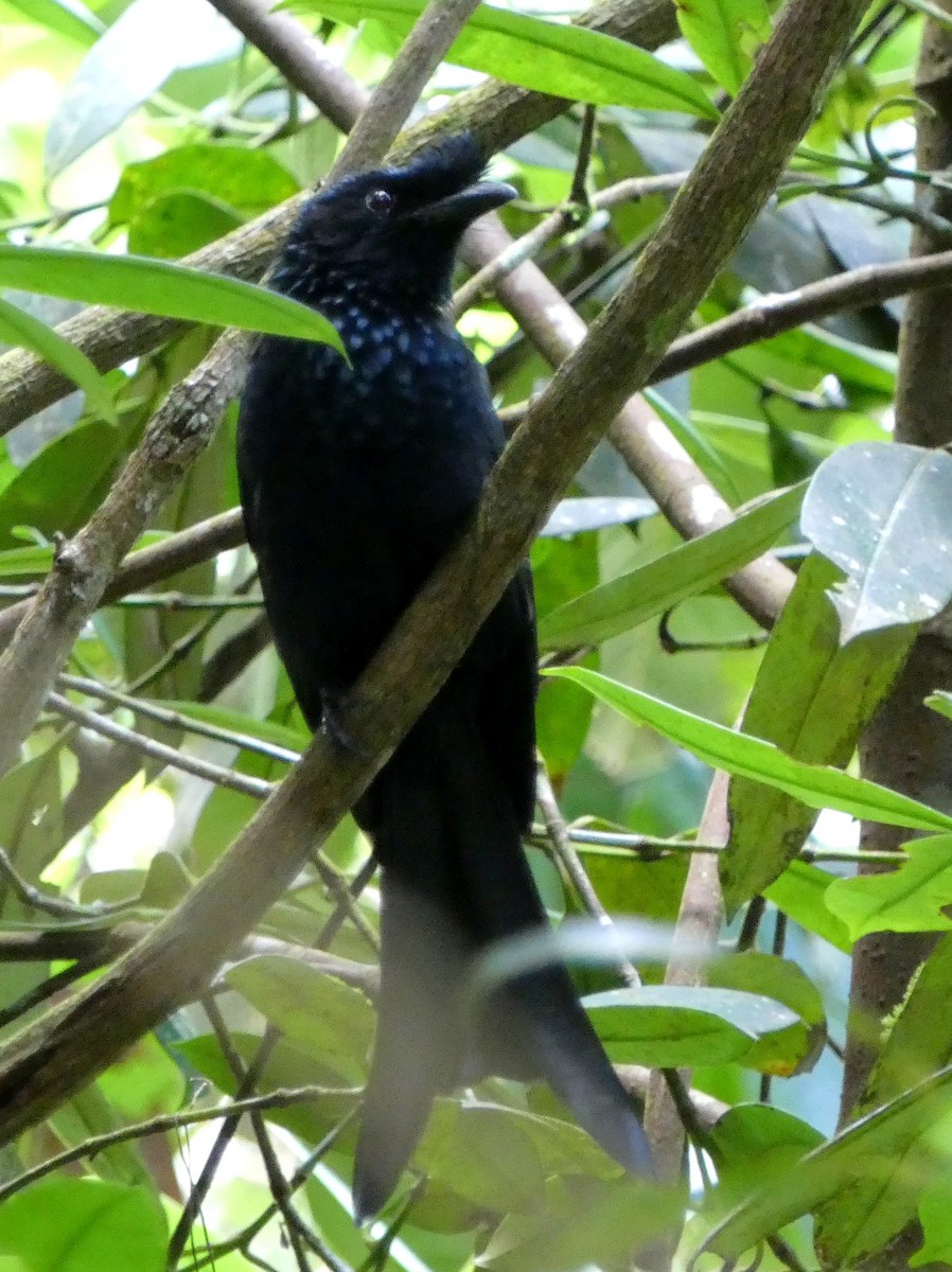 Sri Lanka Drongo - ML623869337