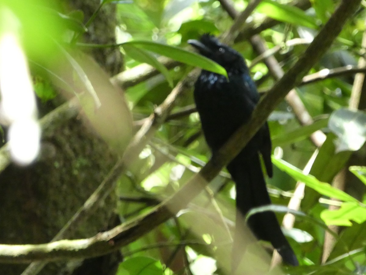 Sri Lanka Drongo - ML623869338