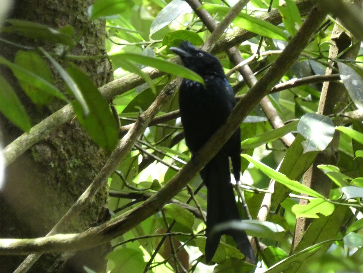 Sri Lanka Drongo - ML623869340