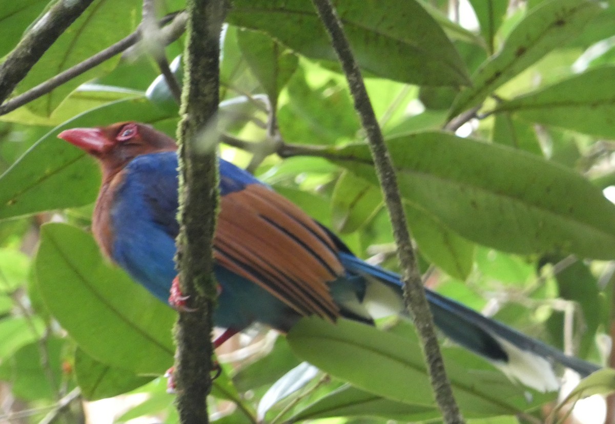 Sri Lanka Blue-Magpie - ML623869349