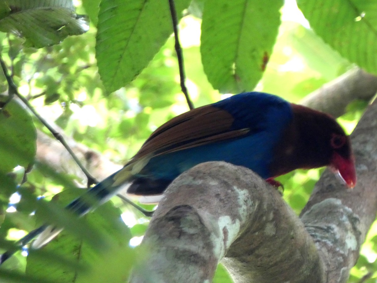 Sri Lanka Blue-Magpie - ML623869350