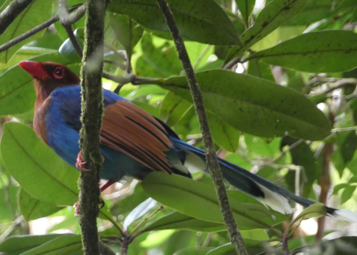 Sri Lanka Blue-Magpie - ML623869351