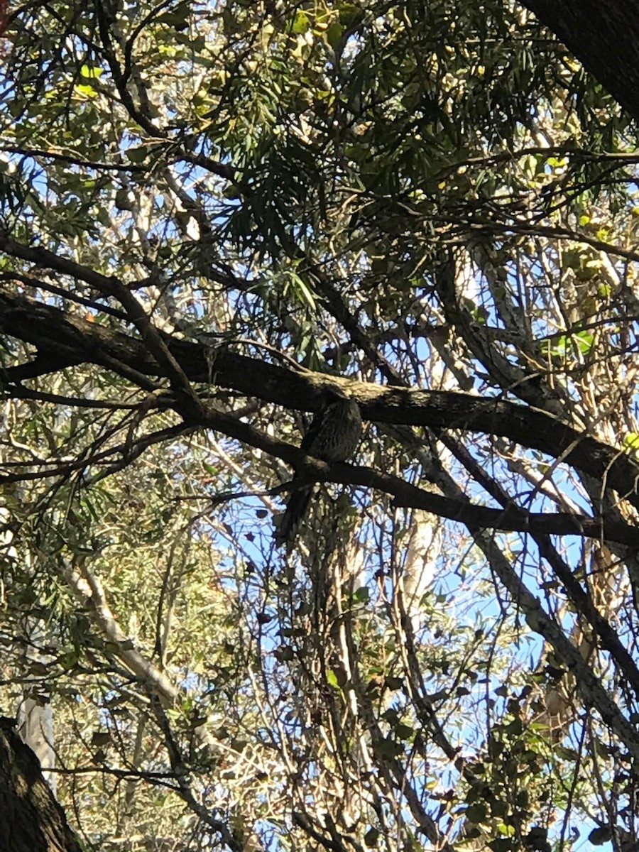 Red Wattlebird - ML623869355