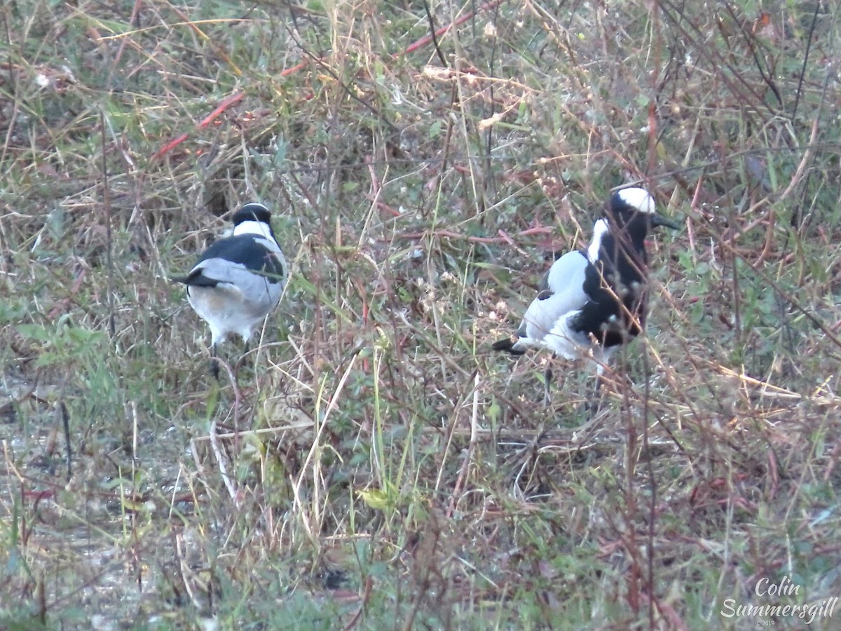 Blacksmith Lapwing - ML623869377