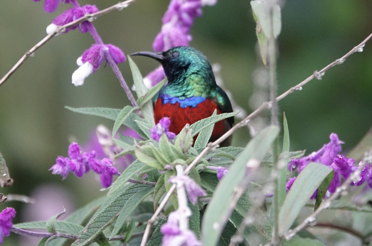 Northern Double-collared Sunbird - ML623869390