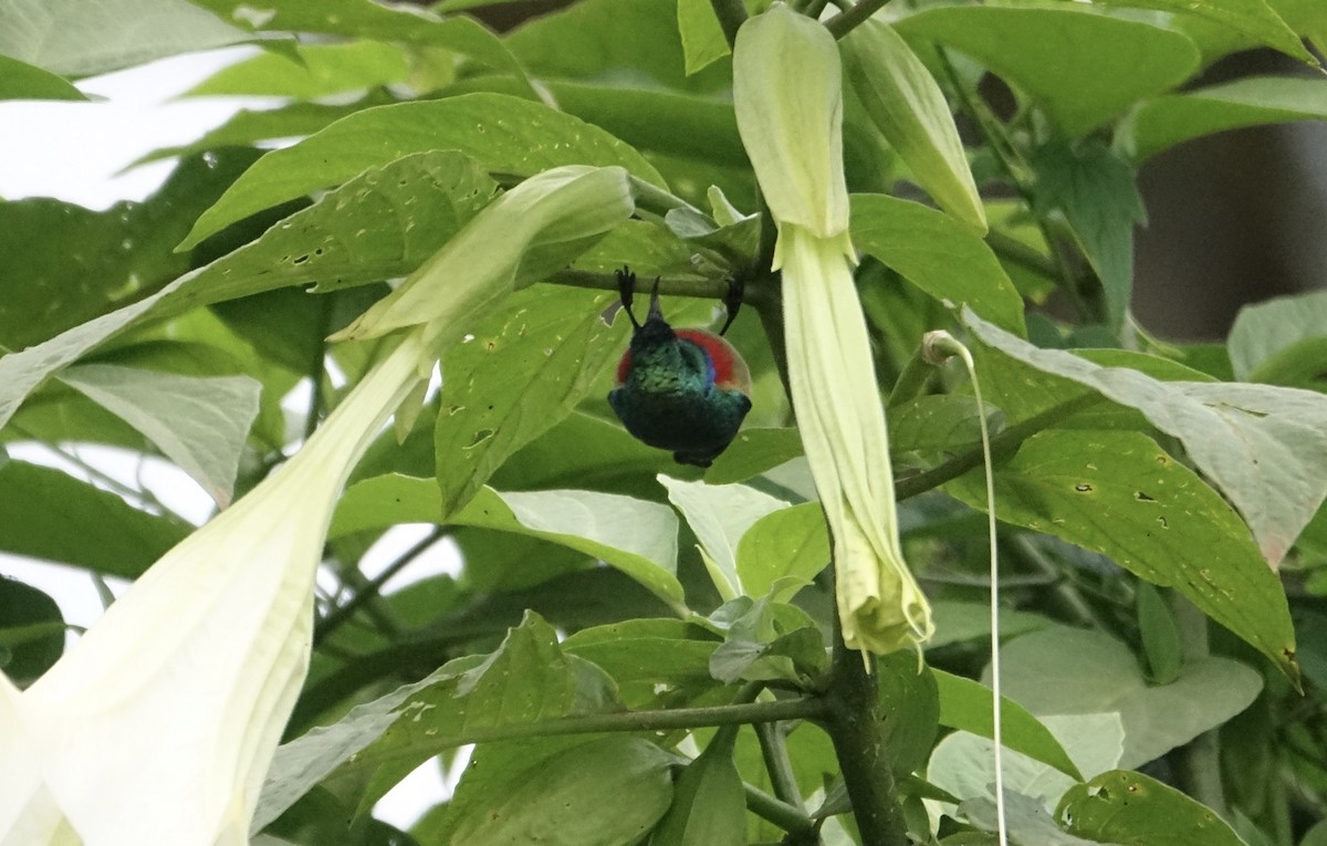 Northern Double-collared Sunbird - Martin Brookes