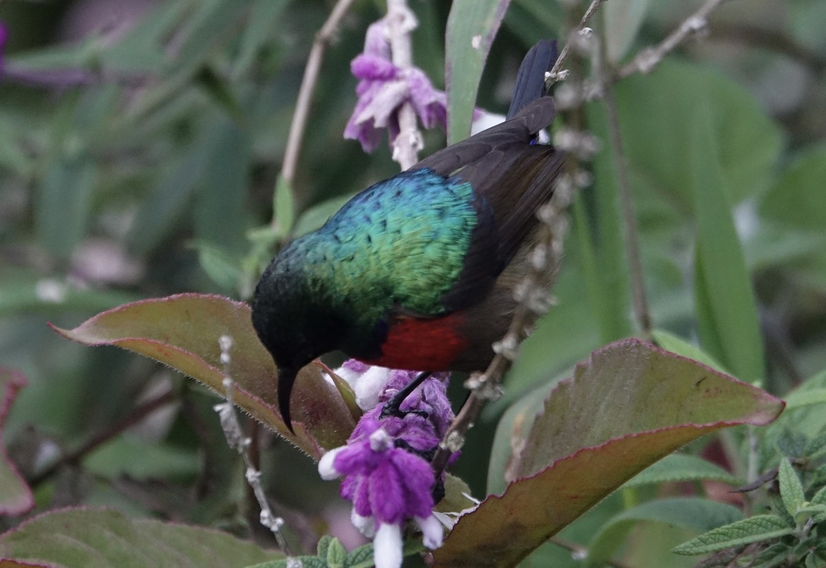 Northern Double-collared Sunbird - ML623869392