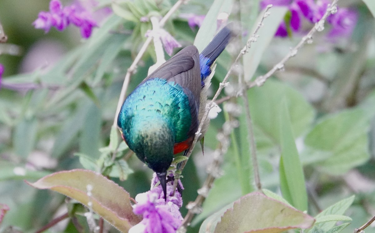 Northern Double-collared Sunbird - ML623869393