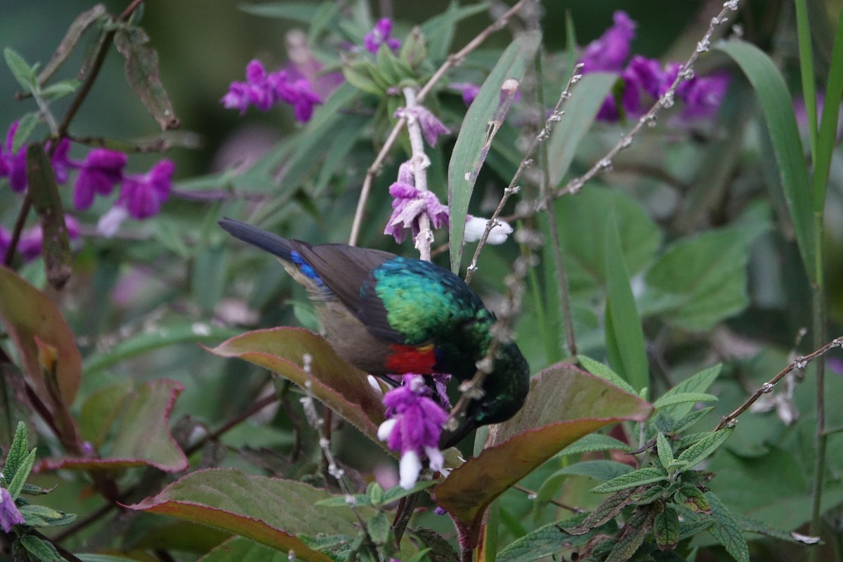 Northern Double-collared Sunbird - ML623869395