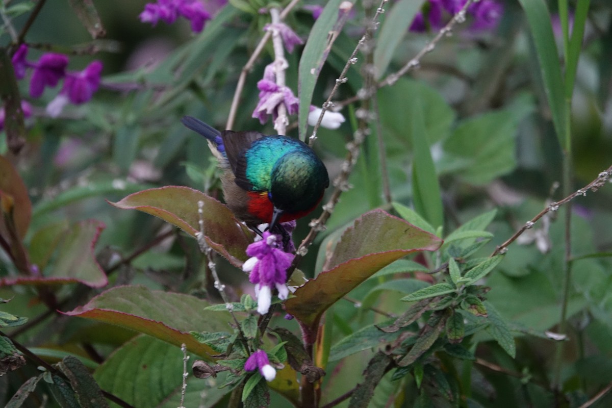 Northern Double-collared Sunbird - ML623869396