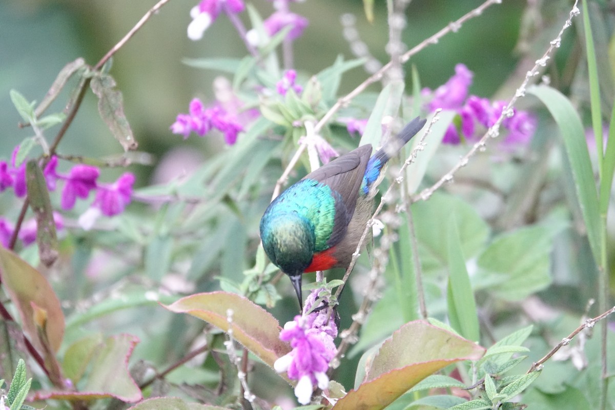 Northern Double-collared Sunbird - ML623869397